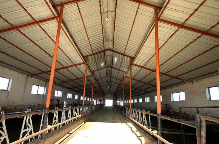 Büyükbaş hayvan ahırı modernizasyon